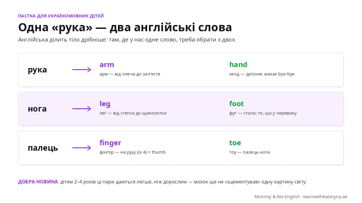 Рука англійською — це arm і hand: два слова замість одного українського, схема для дітей з поясненням різниці