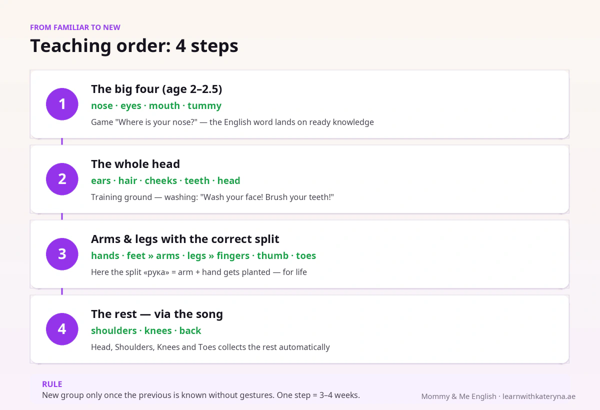 English body parts for kids — the 4-step teaching order from the big four nose eyes mouth tummy to the song