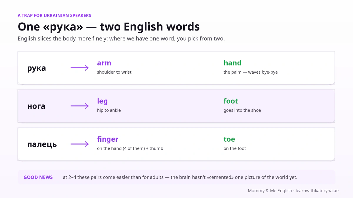 One Ukrainian word ruka is two English words — arm and hand: the split explained for bilingual kids